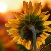 Meryem Saîde GÜNEBAKAN