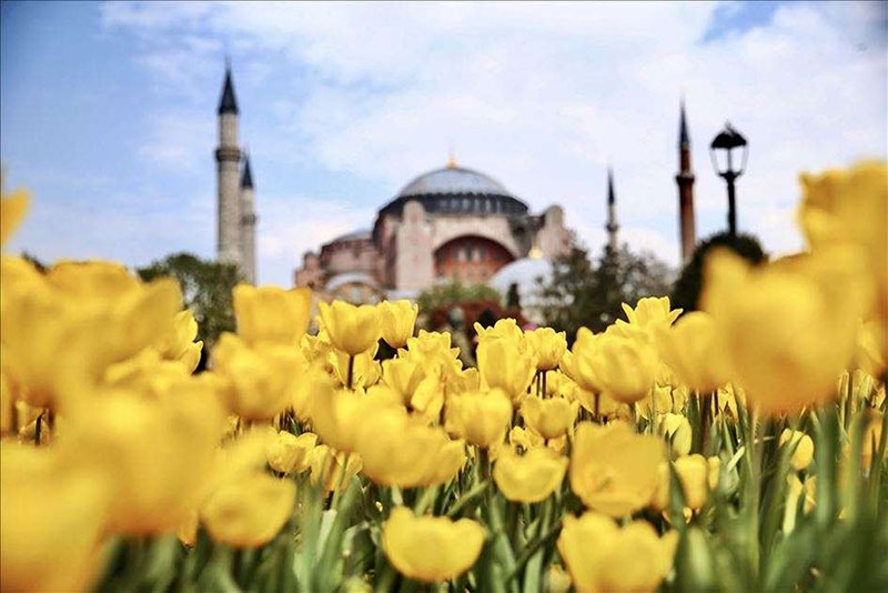 Ayasofya Cami ve laleler 3