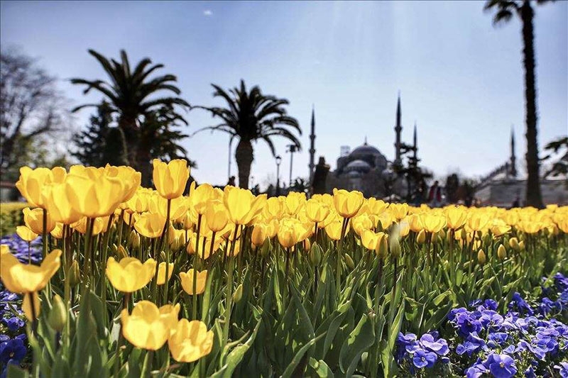 Ayasofya Cami ve laleler 4