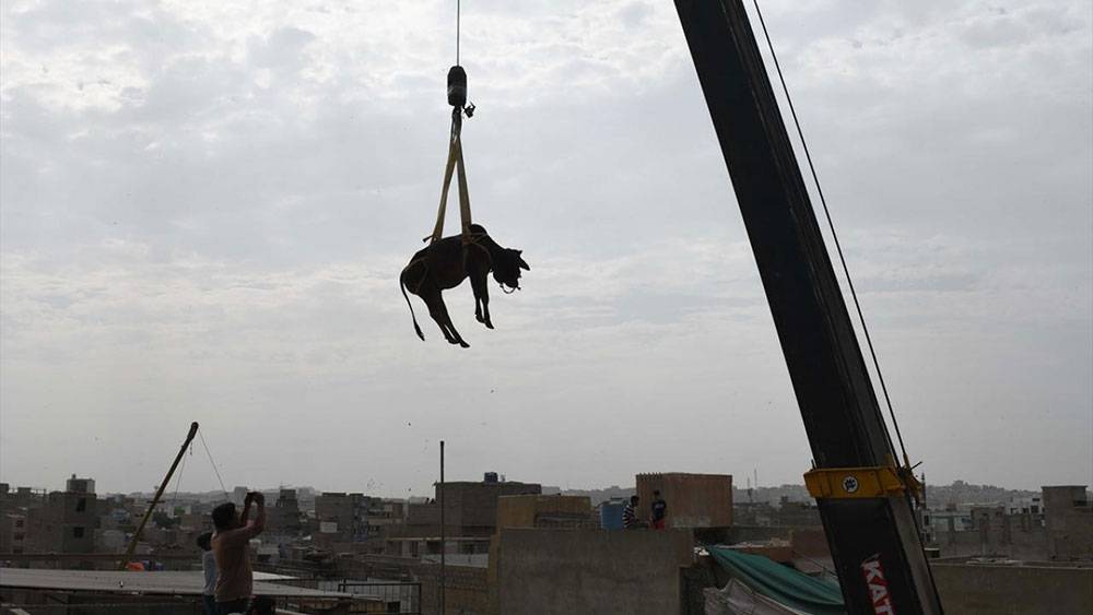 Pakistan, Kurban Bayramına böyle hazırlanıyor 1
