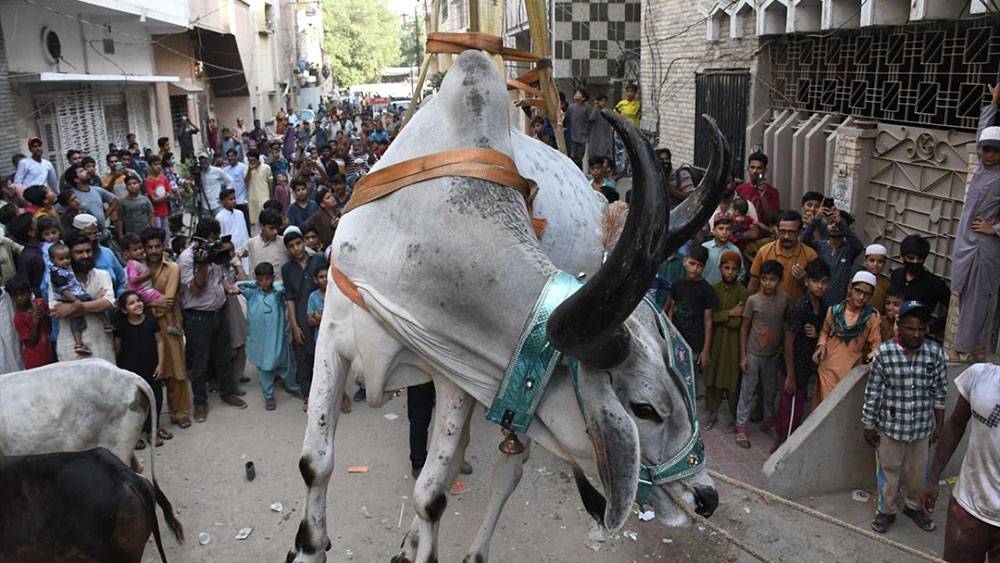Pakistan, Kurban Bayramına böyle hazırlanıyor 10