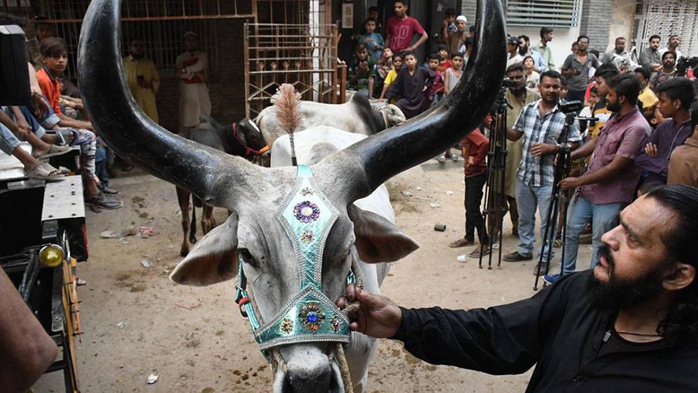Pakistan, Kurban Bayramına böyle hazırlanıyor 11