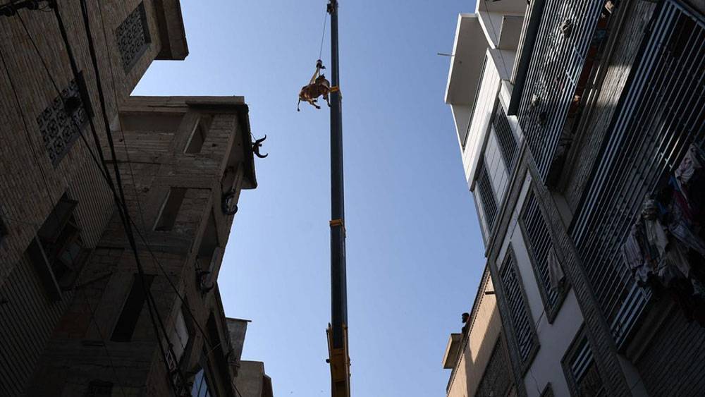 Pakistan, Kurban Bayramına böyle hazırlanıyor 12