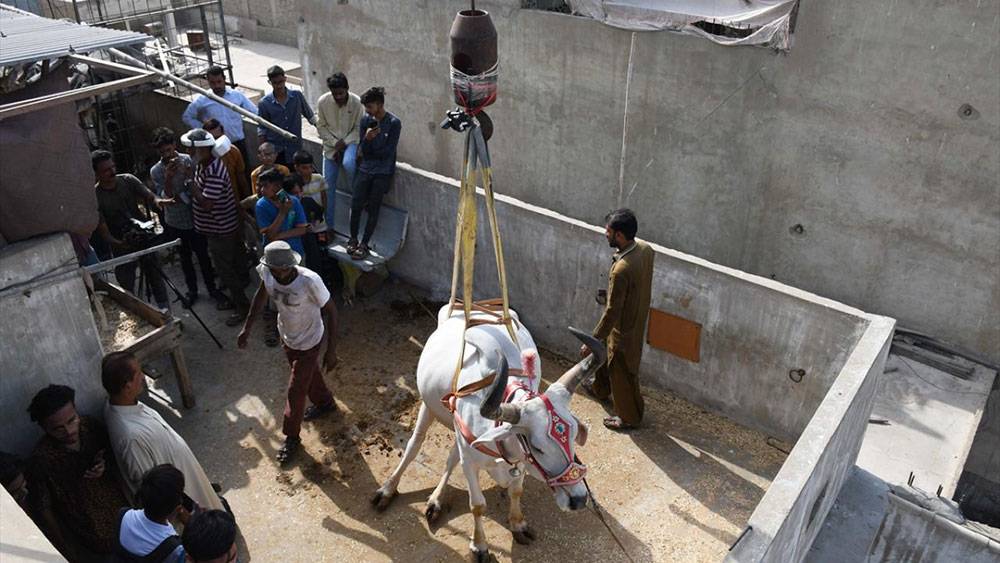 Pakistan, Kurban Bayramına böyle hazırlanıyor 2