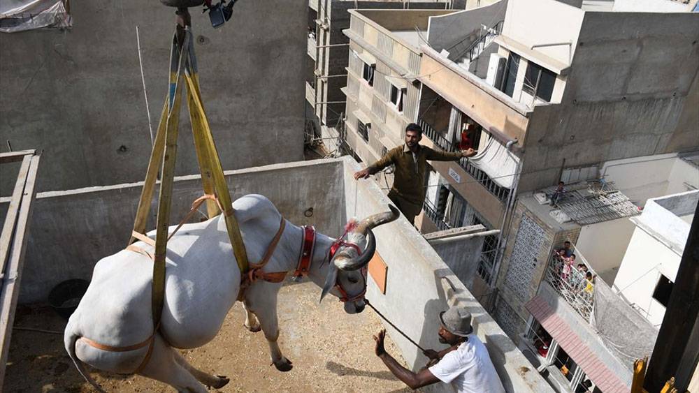 Pakistan, Kurban Bayramına böyle hazırlanıyor 3