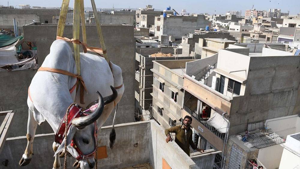 Pakistan, Kurban Bayramına böyle hazırlanıyor 4