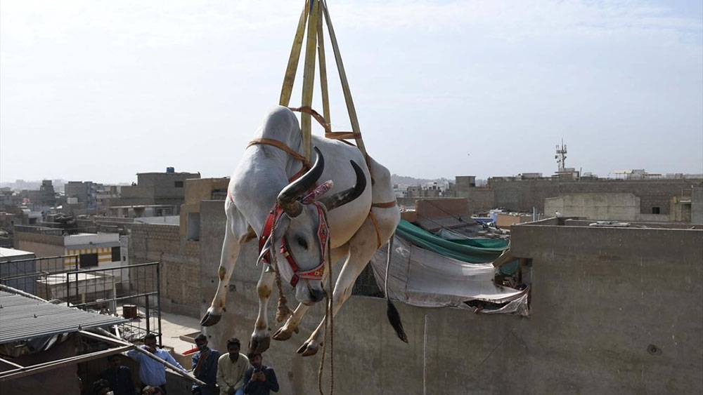 Pakistan, Kurban Bayramına böyle hazırlanıyor 5