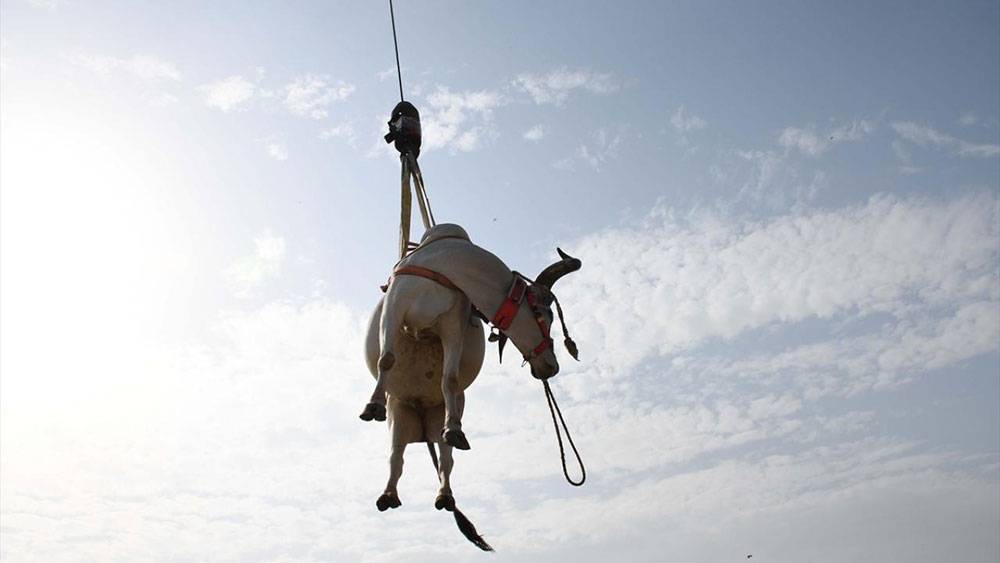 Pakistan, Kurban Bayramına böyle hazırlanıyor 6
