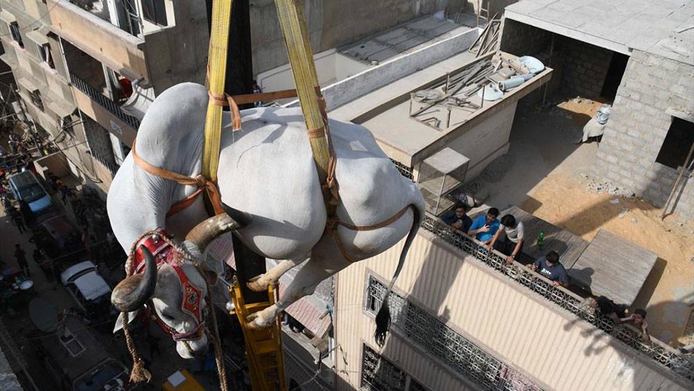 Pakistan, Kurban Bayramına böyle hazırlanıyor 7