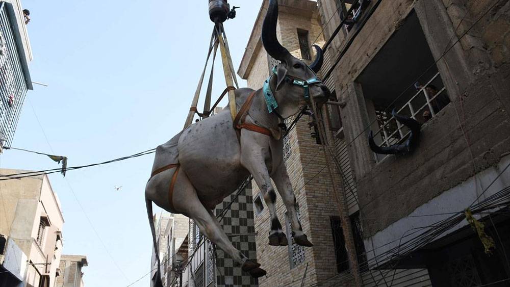 Pakistan, Kurban Bayramına böyle hazırlanıyor 9