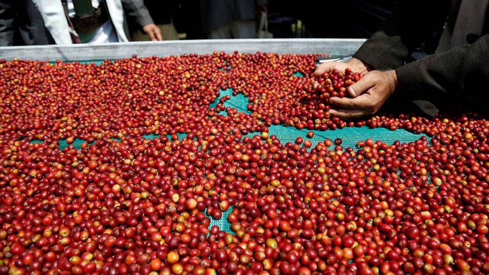 Yemen'de kahve festivali 8