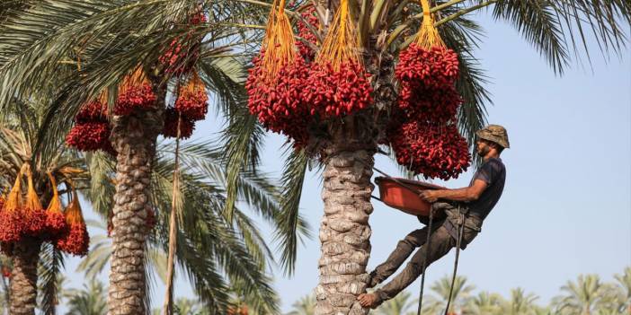 Gazze'de hurma hasadı