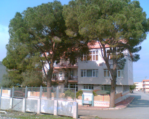 Binayı delip geçen ağaç 4