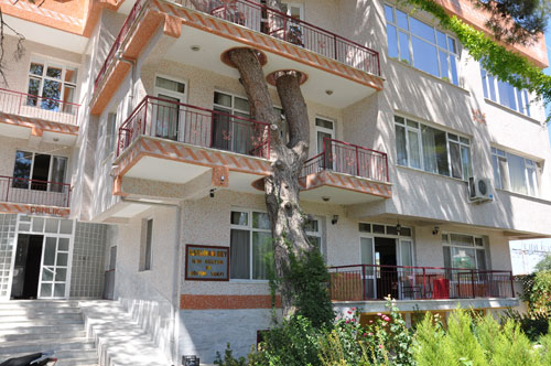Binayı delip geçen ağaç 7