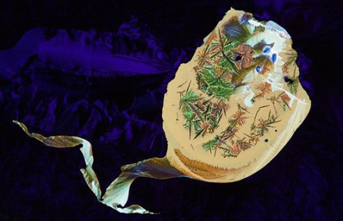 Mikro Fotolarda İlahi Sanat 8