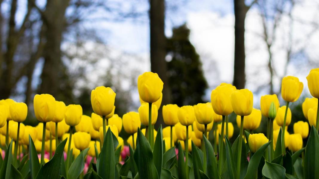 Dünyanın en büyük lale bahçelerinden Keukenhof, ziyarete açıldı 1