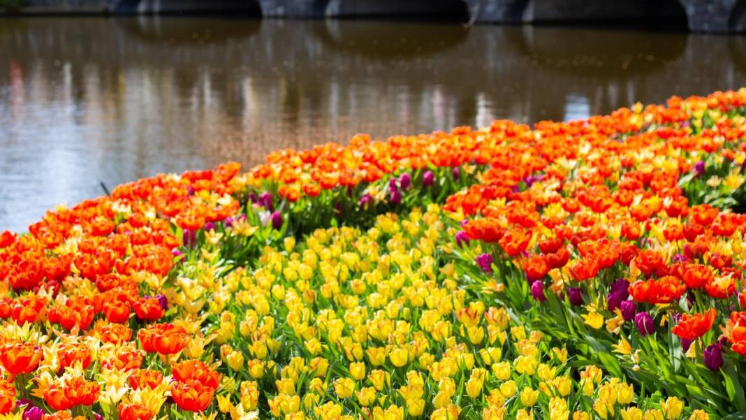 Dünyanın en büyük lale bahçelerinden Keukenhof, ziyarete açıldı 3