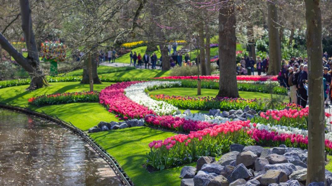 Dünyanın en büyük lale bahçelerinden Keukenhof, ziyarete açıldı 6