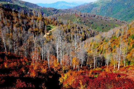 Karadeniz'de Sonbahar Renkleri 16
