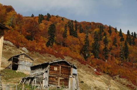 Karadeniz'de Sonbahar Renkleri 5