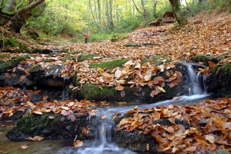 Karadeniz'de Sonbahar Renkleri 7