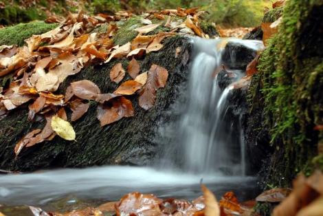 Karadeniz'de Sonbahar Renkleri 8