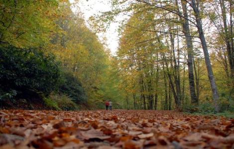 Karadeniz'de Sonbahar Renkleri 9