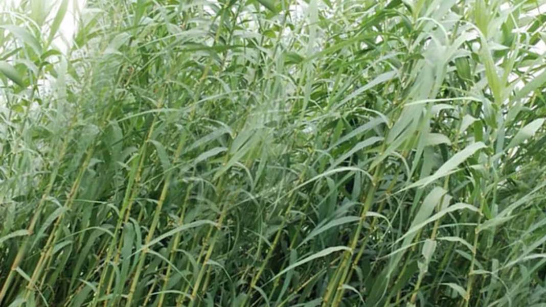 İbn-i Sina'dan 'vücudu tertemiz yapan 10 bitki' tavsiyesi 10