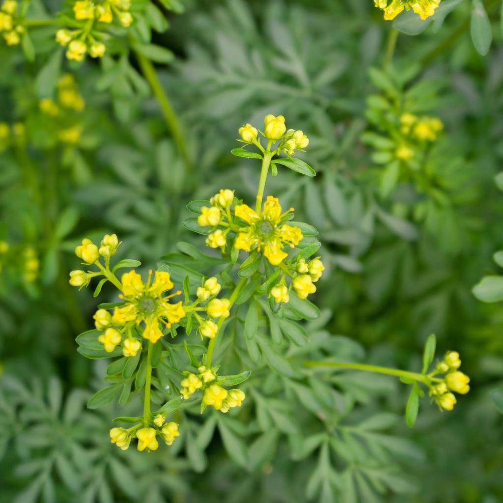 İbn-i Sina'dan 'vücudu tertemiz yapan 10 bitki' tavsiyesi 2