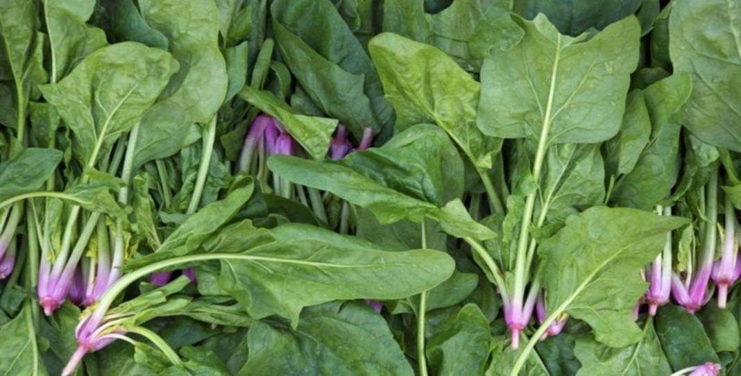 İbn-i Sina'dan 'vücudu tertemiz yapan 10 bitki' tavsiyesi 4