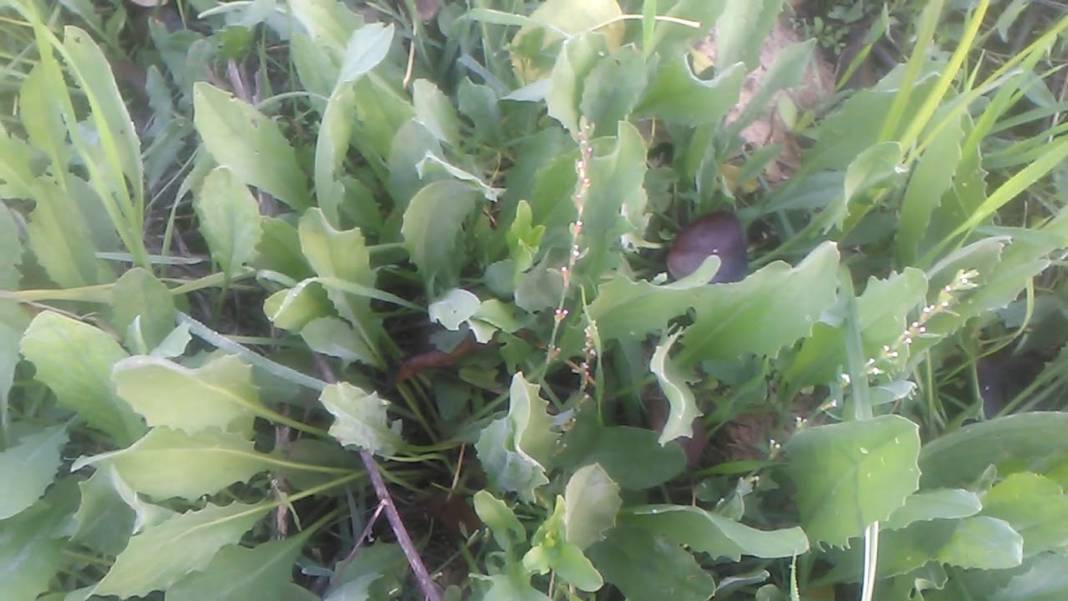 İbn-i Sina'dan 'vücudu tertemiz yapan 10 bitki' tavsiyesi 5