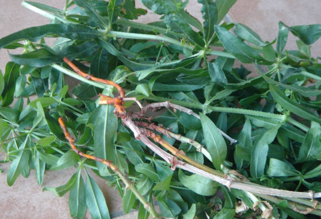 İbn-i Sina'dan 'vücudu tertemiz yapan 10 bitki' tavsiyesi 6