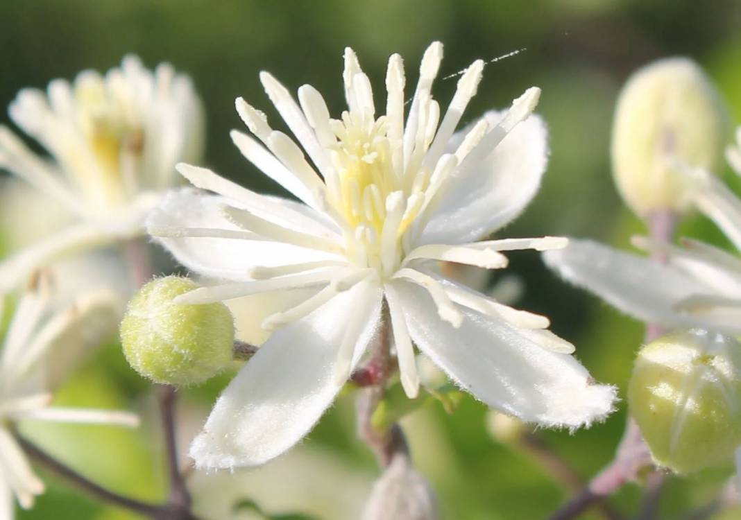 İbn-i Sina'dan 'vücudu tertemiz yapan 10 bitki' tavsiyesi 7
