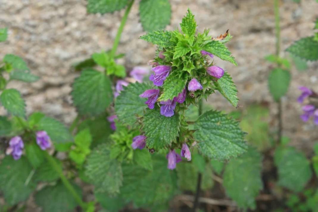 İbn-i Sina'dan 'vücudu tertemiz yapan 10 bitki' tavsiyesi 8
