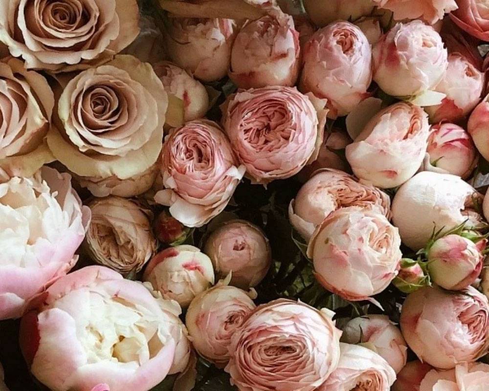 İbn-i Sina'dan 'vücudu tertemiz yapan 10 bitki' tavsiyesi 9