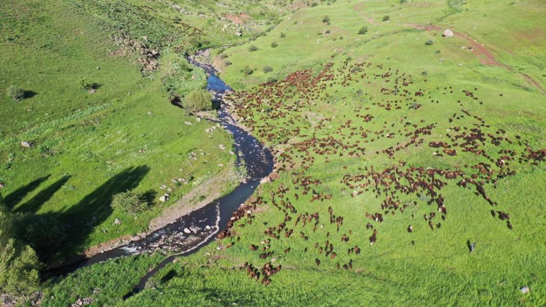 Göçerlerin sürüleriyle yaylalarına zorlu yolculuğu sürüyor 1