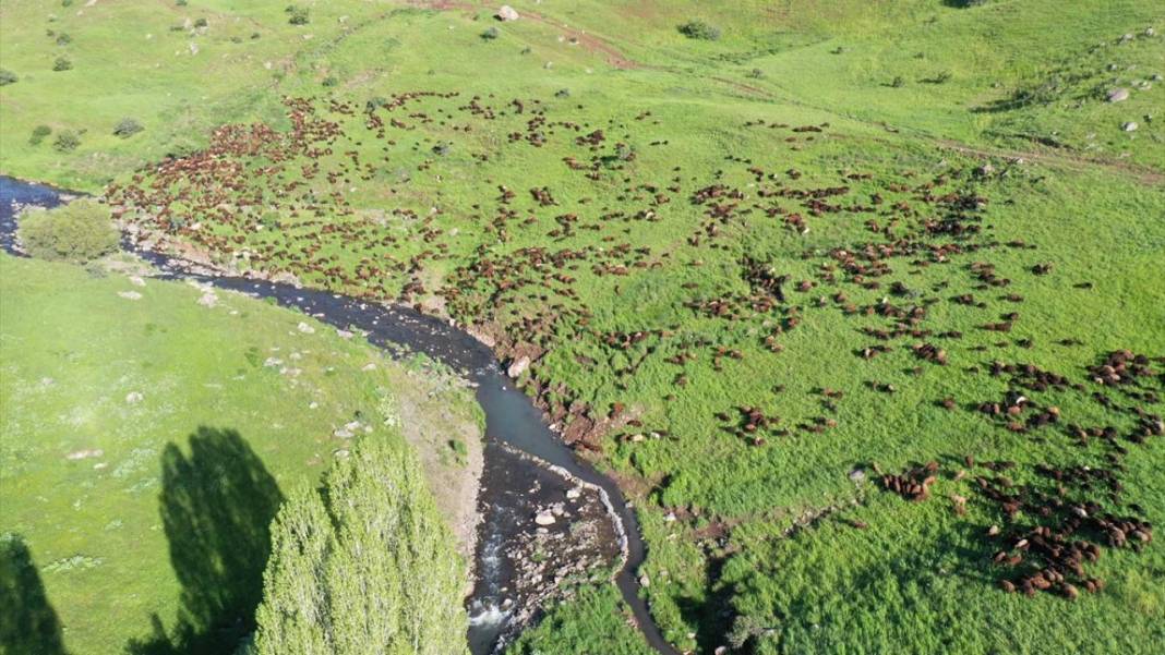 Göçerlerin sürüleriyle yaylalarına zorlu yolculuğu sürüyor 11