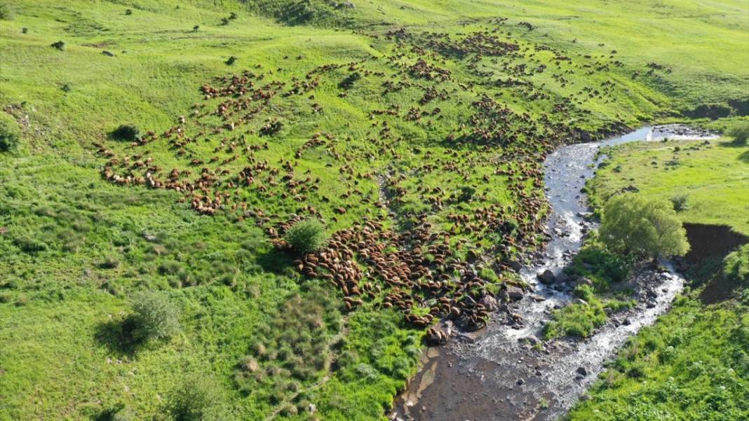 Göçerlerin sürüleriyle yaylalarına zorlu yolculuğu sürüyor 12