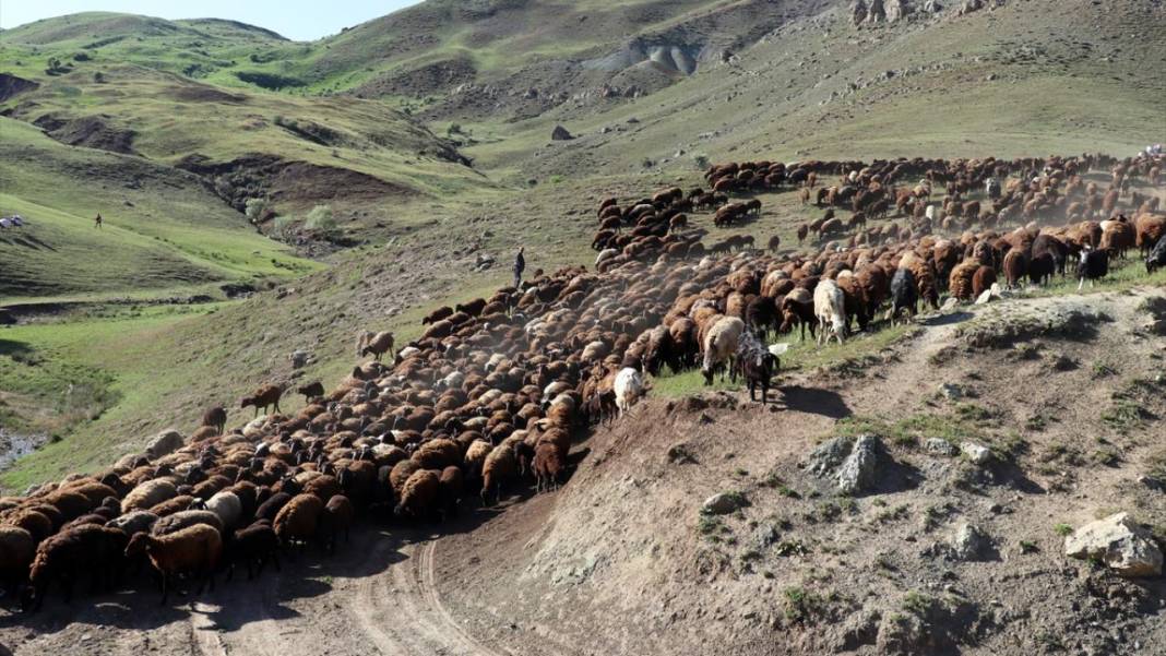 Göçerlerin sürüleriyle yaylalarına zorlu yolculuğu sürüyor 13