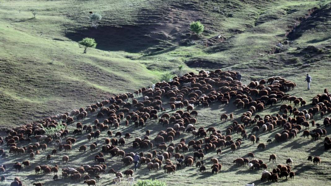 Göçerlerin sürüleriyle yaylalarına zorlu yolculuğu sürüyor 14