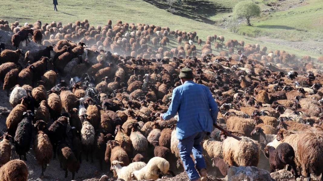 Göçerlerin sürüleriyle yaylalarına zorlu yolculuğu sürüyor 2