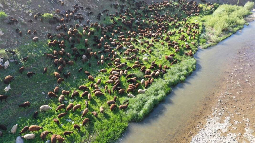 Göçerlerin sürüleriyle yaylalarına zorlu yolculuğu sürüyor 3