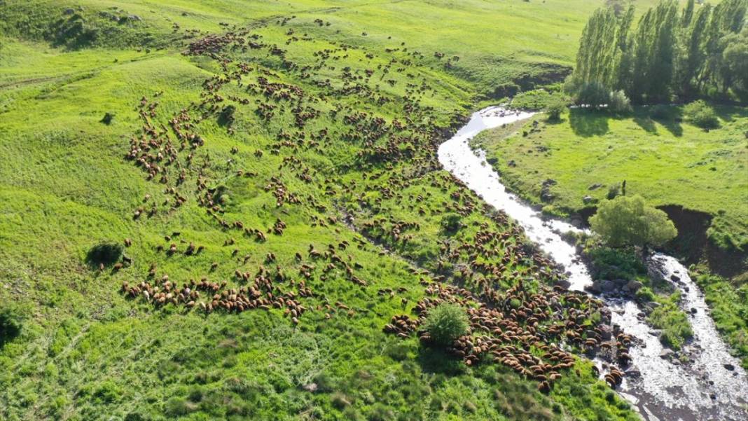 Göçerlerin sürüleriyle yaylalarına zorlu yolculuğu sürüyor 4