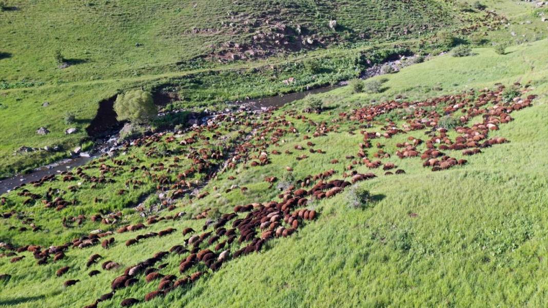 Göçerlerin sürüleriyle yaylalarına zorlu yolculuğu sürüyor 5