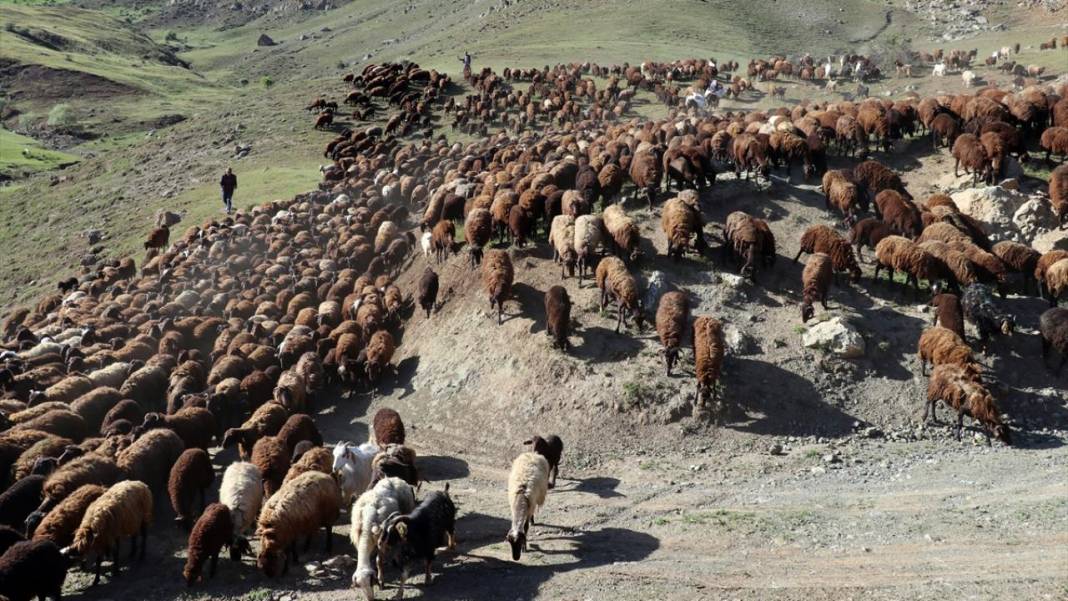 Göçerlerin sürüleriyle yaylalarına zorlu yolculuğu sürüyor 6