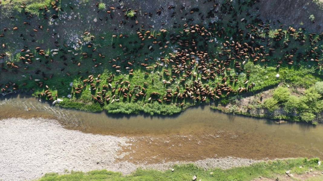 Göçerlerin sürüleriyle yaylalarına zorlu yolculuğu sürüyor 9