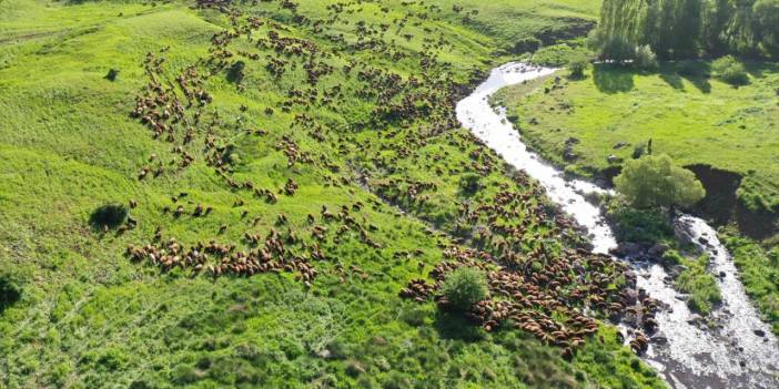 Göçerlerin sürüleriyle yaylalarına zorlu yolculuğu sürüyor