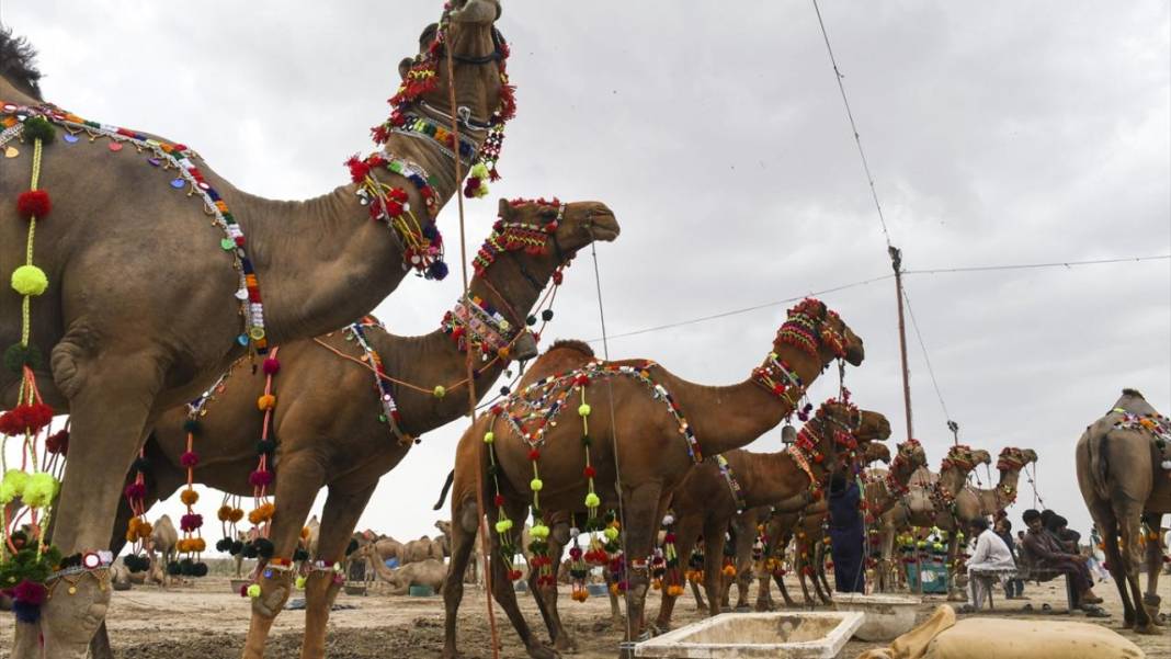 Pakistan Kurban Bayramına böyle hazırlanıyor 1