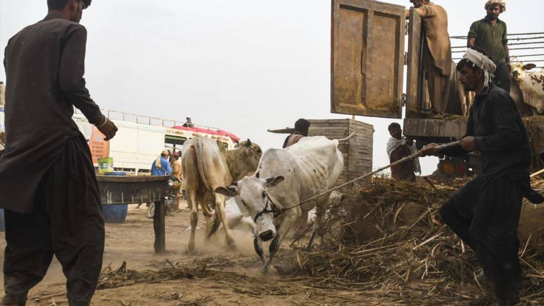 Pakistan Kurban Bayramına böyle hazırlanıyor 10
