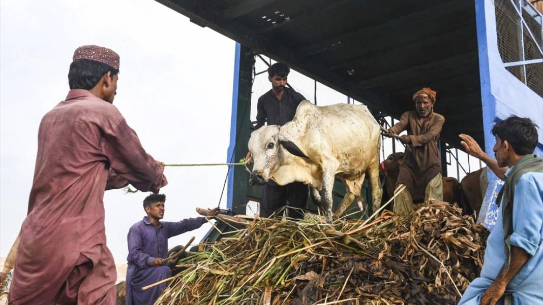 Pakistan Kurban Bayramına böyle hazırlanıyor 11